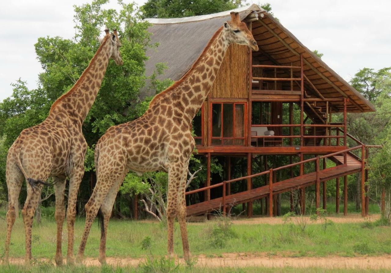 Pezulu Tree House Lodge Ходспруит Екстериор снимка